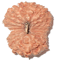 20 mukhi Rudraksha